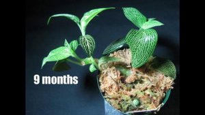 【Jewel orchid Ludisia discolor var.alba】movement