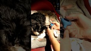 Цвергшнауцер роды