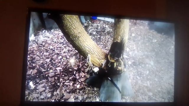 Новосибирский зоопарк имени ростислава Александровича шилло Канал YouTube смотреть онлайн