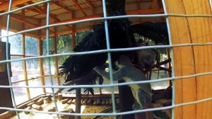 Дрифт & Зоопарк Фельдмана(Feldman Ecopark)в Харькове 22.06. 2014 (СТУДИЯ MasterVideo)