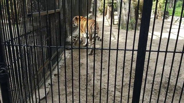 Тигр обходит свои владения. смотреть онлайн