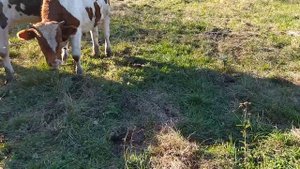 Корова пришла в охоту через два месяца после покрытия.