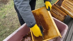 Перга. Как извлекать с сот?!