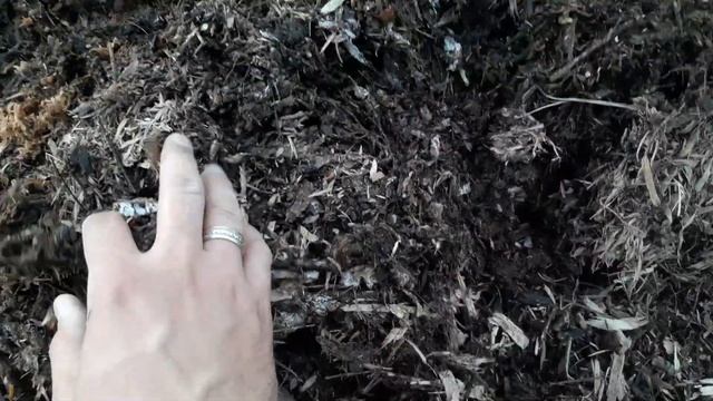 Очистка теплицы после зимовки кур несушек