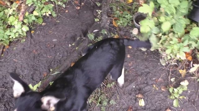 МАЛЫШ СЪЕЛ ВСЮ РЫБУ! ПОНЯТЬ И ПРОСТИТЬ! Рыбалка на удочку! смотреть онлайн