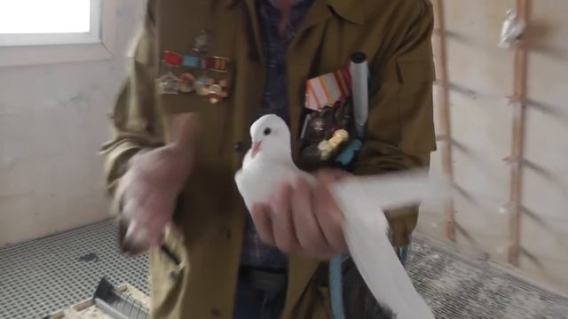 БАКИНСКИЕ голуби Александра "Афганца" ( часть - 6)