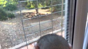 Новый питомец. Обезьянка осталась без мамы