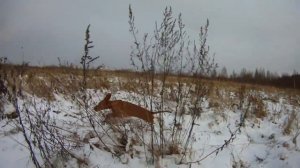 Венгерская выжла . Hungarian shorthaired vizsla
