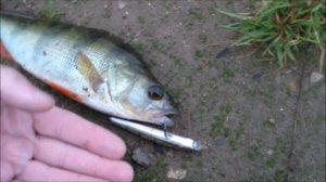 Рыбалка/ Воблер ZipBaits Rigge 70F /огромный окунь.