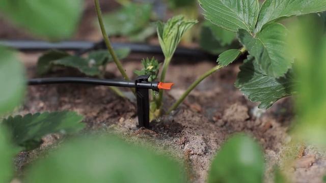 Капельный полив "ЖУК" смотреть онлайн