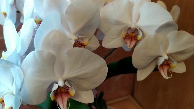 Обзор phal. Alabaster.🌺🌺🌺 смотреть онлайн