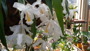 Целогина Кристата. Уход и содержание в домашних условиях, моих?