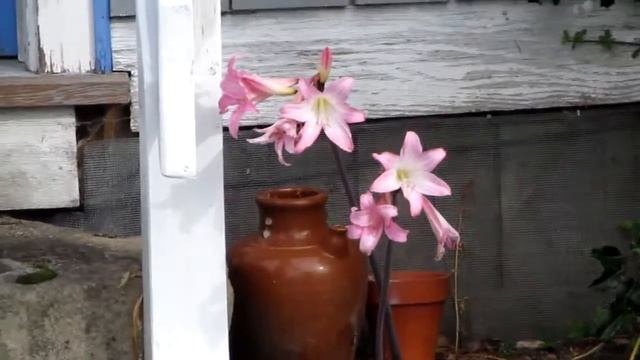 Amaryllis belladonna in bloom on Salt Spring Island смотреть онлайн