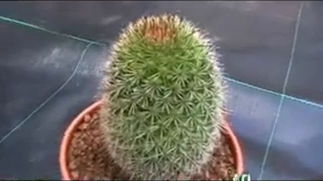 Mammilaria rhodantha смотреть онлайн