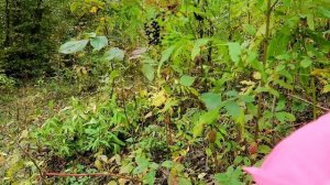 Потеряли Степана!!! ШОК