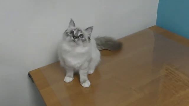 Возврат котенка в питомник покупателем.