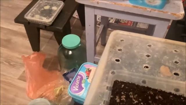 Улитка Мюллер, размножение, от икры до улитят смотреть онлайн