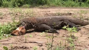 The Dragon eating still alive baby goats