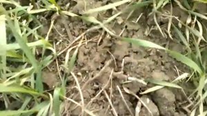 Борона мотыга ротационная БМР-5,6, БМР-12