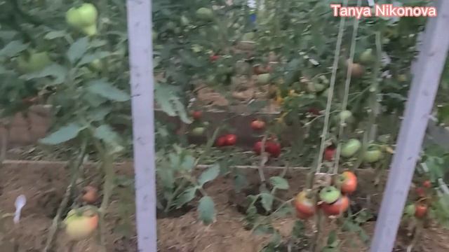 Томат МАЛИНОВАЯ НЕМЕЦКАЯ КЛУБНИКА ?. Томат КОЛХОЗНАЯ КОРОЛЕВА ?.  Томат МУЛАТКА  ? .