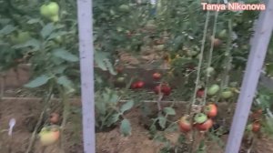 Томат МАЛИНОВАЯ НЕМЕЦКАЯ КЛУБНИКА ?. Томат КОЛХОЗНАЯ КОРОЛЕВА ?.  Томат МУЛАТКА  ? .