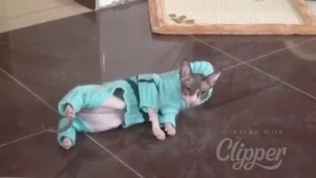 Прикольная одежда для кошек!!! смотреть онлайн