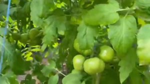 СЕЗОН ТОМАТА. НАЧАЛО. #помидоры #кубань