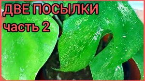 Часть 2?Итоги?Две посылки??Комнатные #растения ?Редкость+новинка+хотелка? #цветы #ароидные