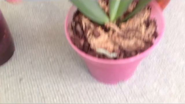 Как растут орхидеи у нас дома смотреть онлайн