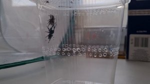 пауки-скакуны спаривание