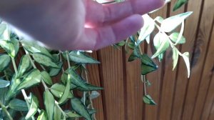 Хойя Белла Луис Буис цветет