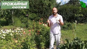 УСПЕШНАЯ БОРЬБА С ХВОЩЕМ. ХВОЩ - ЭТО НЕ СТРАШНО!