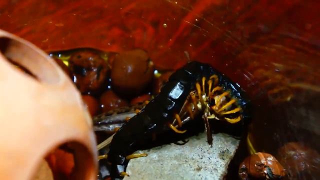 Сколопендра ест саранчу Scolopendra Eat Grasshopper