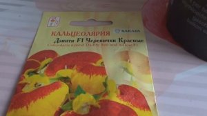 ПОСЕВ  КАЛЬЦЕОЛЯРИИ и СТРЕПТОКАРПУСА----комнатных цветов
