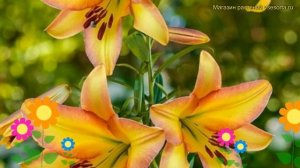 Лилия от гибрид Райзинг Мун. Краткий обзор, описание характеристик lilium Rising Moon