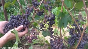 Виноград Загадка Шарова / выращивание в Кузбассе