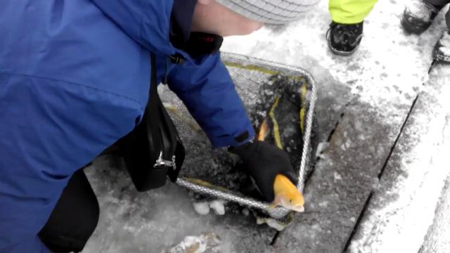 Форелевая ферма г. Иркутск смотреть онлайн