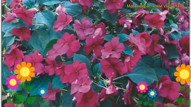 Бальзамин ампельная Хайлайт Бургунди. Краткий обзор, описание impatiens Highlight Burgundy смотреть онлайн