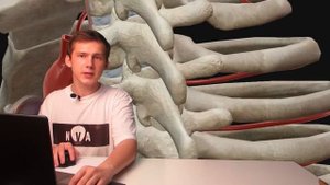 Ветви грудной аорты