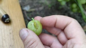 Империал селекция Карпушева Андрея созрел на 29.07.21. Виноград Теплова Татьяна