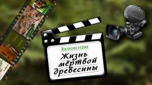 Видео история. Жизнь мёртвой древесины. Фауна Беларуси / Микропланета