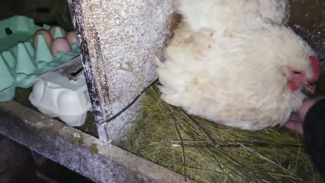 Как посадить курицу на яйца?! смотреть онлайн