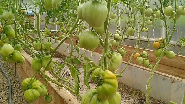 Подкормки в теплицах. 09.07.22. смотреть онлайн