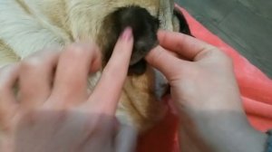 Клеим ушки мопсу ч.2