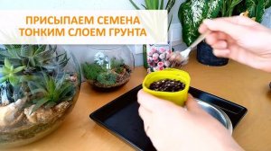 МАРГАРИТКА - ЛЕГКО! Сажаем семена маргариток