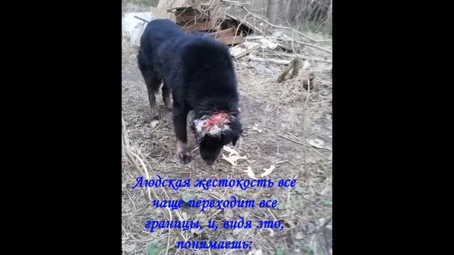 Возьмите друга из приюта. Помощь бездомным животным в Старой Руссе.