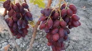 НОВИНКА!!! ГФ винограда ТАЙСОН и ГФ Святослав (Калугин В.М.). 30.08.2023г.