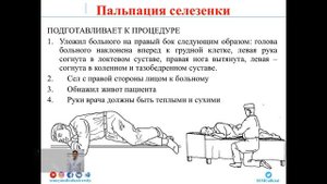 физикальные исследование кроветворной системы и пальпация селезенки