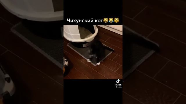 Чухунский кот! Кот чихает! Чихотка!