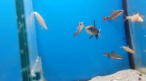 Labeo Albino, Frenatus e Bicolor Em Lilica Fish Room.